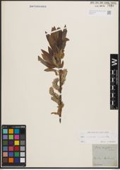 Foto von Salix cinerea L. x Salix viminalis L.